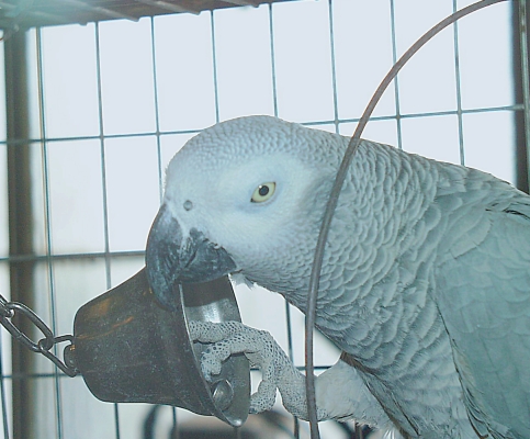 Bucky, our mascot !! -- Click here to go back